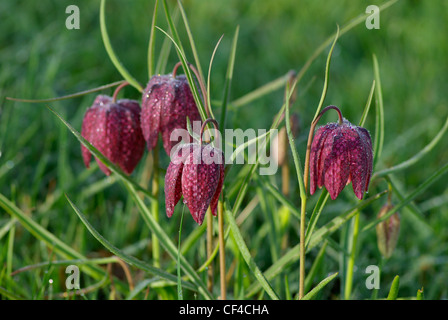 Schlange den Kopf Fritillaria morgens Tau, Wiltshire, England, UK. Stockfoto