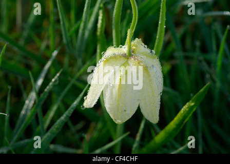 Nahaufnahme der Schlange den Kopf Fritillary in Morgen Tau, Wiltshire, England, UK. Stockfoto