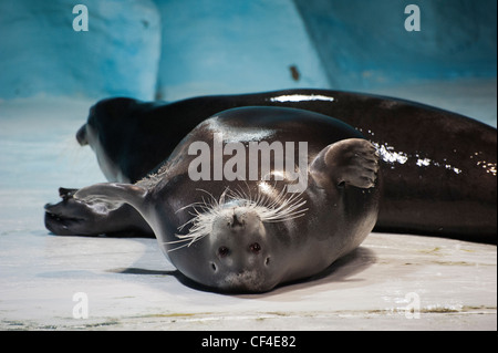 Ein bärtiger Dichtung in das Polaria-Museum & Aquarium in Tromsø, Norwegen Stockfoto