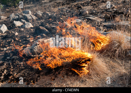 Bush Feuer Flammen in der indischen Landschaft Stockfoto