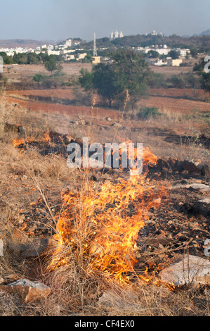 Bush Feuer Flammen in der indischen Landschaft Stockfoto