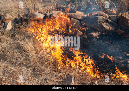 Bush Feuer Flammen in der indischen Landschaft Stockfoto