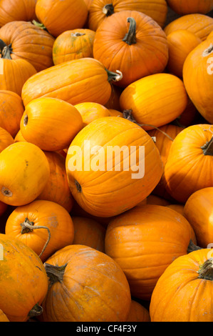 Ein riesiger Haufen von frisch gepflückten Kürbisse ist bereit für die Anzeige als Lantern für Halloween jack Stockfoto