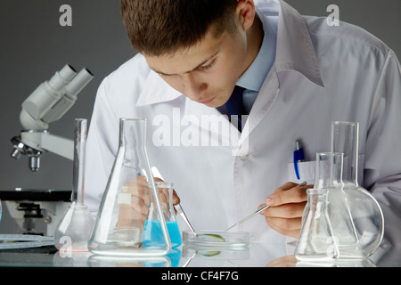 Junge Wissenschaftler eine Bio-Probe in einer Petrischale Stockfoto