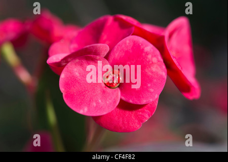 "Coronne des Epines" Euphorbia Blumen Stockfoto