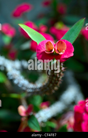 "Coronne des Epines" Euphorbia Blumen Stockfoto