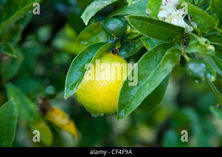 Meyer Zitrone am Baum mit Wassertropfen nach Regen. Stockfoto