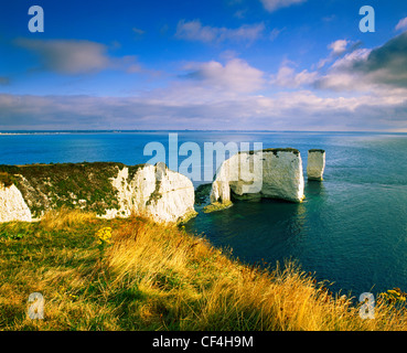 Old Harry Rocks, Kreide zwei Felsnadeln befindet sich am Handfast Punkt auf der Isle of Purbeck. Die Kreide-Stacks markieren die östlichen Ende o Stockfoto