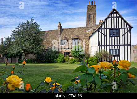 Oliver Cromwells Haus, fronted von gelben Rosen. Oliver Cromwell, Lord Protector von England, lebte 10 Jahre in Ely. Heute t Stockfoto