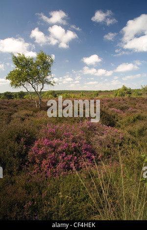 Ein Blick über die Heide bei Westleton. Stockfoto