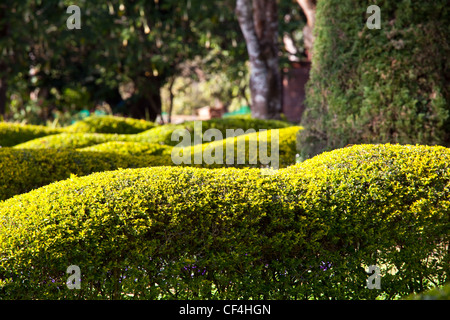 Im Garten Stockfoto