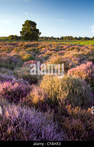 Ein Blick über die Heide bei Sutton Heath. Sutton Heath ist Bestandteil der Sandlings Heide, die entlang der Küste von Suffolk von Strecken Stockfoto