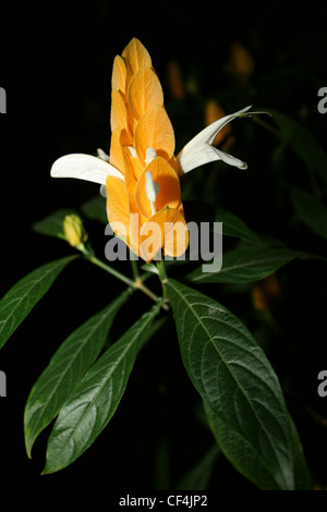 Golden Garnelen Pflanze Pachystachys lutea Stockfoto