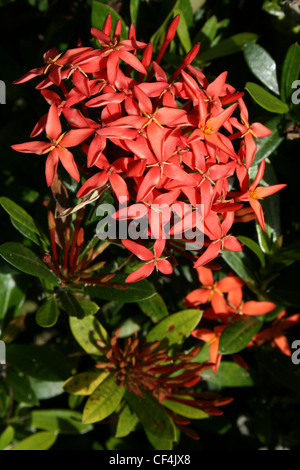 IXORA Coccinea (oder Dschungel Geranium, Flamme des Waldes und Dschungel-Flamme) Stockfoto