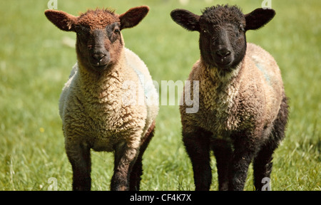 Zwei Lämmer nebeneinander stehen. Stockfoto