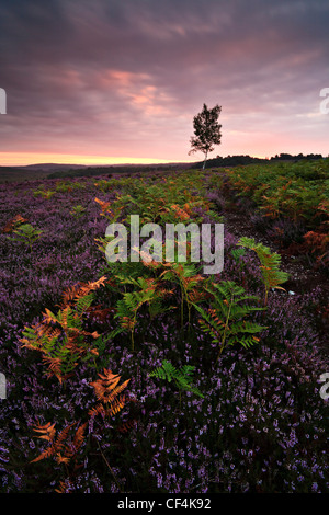 Heather und Farne auf gemeinsame Rockford im New Forest in der Morgendämmerung. Stockfoto