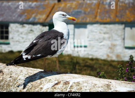 Eine Möwe an der Wand am South Stack Leuchtturm auf der Insel Anglesey. Stockfoto