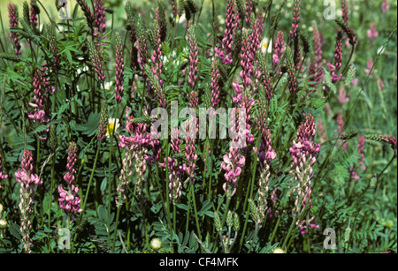 Esparsette (Onobrychis Viciifolia) Legumen Futter-Ernte in frühen Blüte Stockfoto