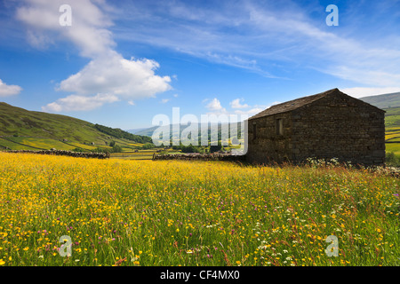 Eine Scheune in einem Feld von Schlüsselblume in Swaledale. Stockfoto