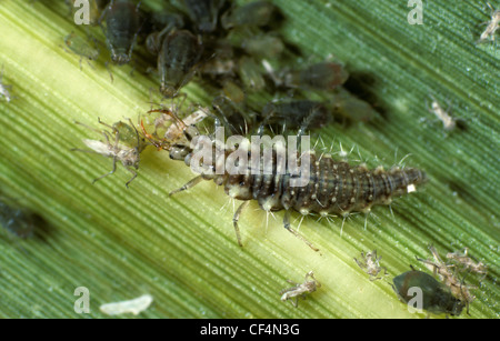 Gemeinsamen grünen Florfliege (Chrysoperla Carnea) Larve Angriff auf Angriff auf Blattläuse auf einem Mais Blatt Stockfoto