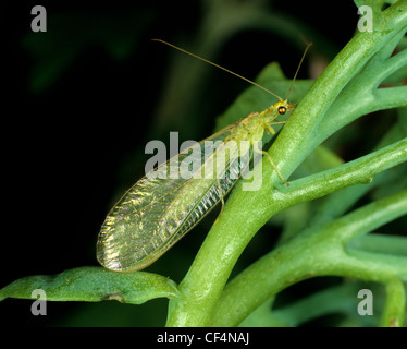 Gemeinsamen grünen Florfliege (Chrysoperla Carnea) Erwachsene Stockfoto