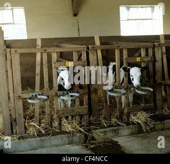 Zwei junge Holstein Friesian Kälber in Ställen in Molkerei Haus Stockfoto