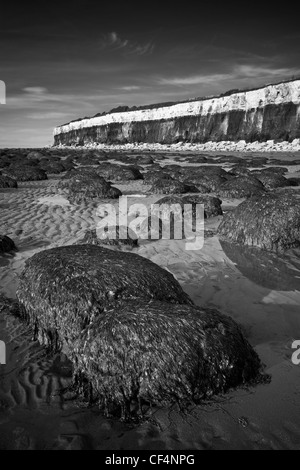 Seetang bedeckt Hügel auf Hunstanton Strand durch seine geschichteten, fossilführenden Klippen. Stockfoto