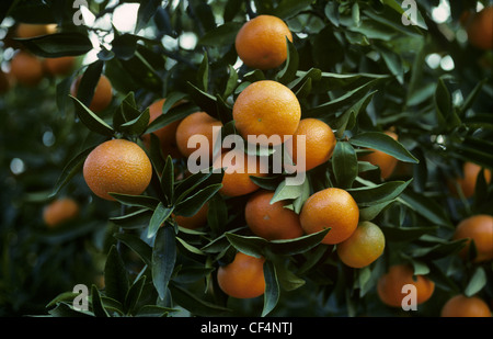 Clementine (Citrus Reticulata) Obst an den Bäumen in der Nähe von Valencia, Spanien Stockfoto