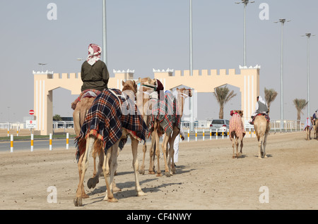 Racing Kamele auf dem Weg zur Rennstrecke in Doha, Katar. Foto aufgenommen am 7. Januar 2012 Stockfoto