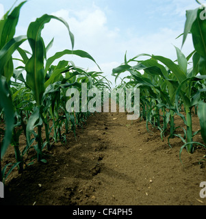 Reihen von unreifen Maispflanzen Deutschland Stockfoto