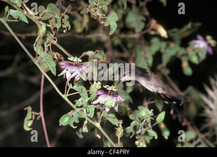 Rubin-Topas summenden Vogel (Chrysolampis Mosquitus) weibliche ernähren sich von Blütennektar Leidenschaft und Übertragung von Pollen auf Schnabel Bonaire Stockfoto