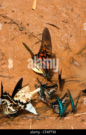 Schwalbenschwänze puddling (Papilio Antimachus), p. Dardanus, p. Menestheus und Graphium Policines im Regenwald, Ghana. Stockfoto