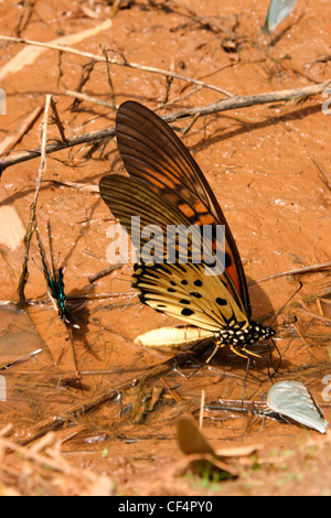 Riesige Schwalbenschwanz Schmetterling männlich (Papilio Antimachus) Puddling auf feuchten Boden im Regenwald, Ghana. Stockfoto