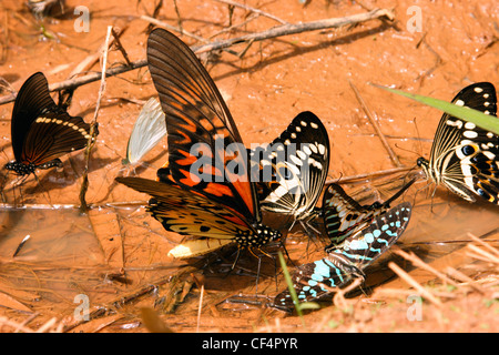 Riesige Schwalbenschwanz Schmetterling männlich (Papilio Antimachus) trinken aus einer Regenwald-Pfütze neben anderen Schwalbenschwänze, Ghana. Stockfoto