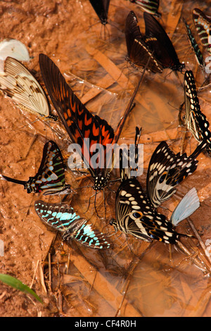 Riesige Schwalbenschwanz Schmetterling männlich (Papilio Antimachus) trinken aus einer Regenwald-Pfütze neben anderen Schwalbenschwänze, Ghana. Stockfoto