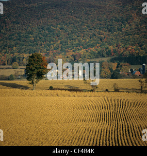Trocken Futter Mais Ernte, geerntet Teil, mit Hof und Bäumen im Herbst Farbe, NY, USA Stockfoto