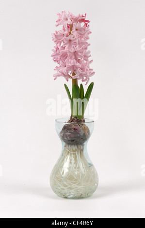 Gemeinsamen Hyazinthe (Hyacinthus Orientalis) Birne, voll rosa Blume und Wurzeln (Serie) Stockfoto