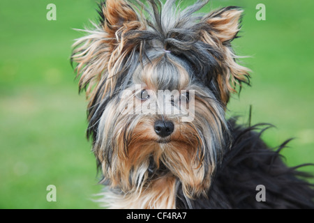 Porträt-Yorkshire-Terrier schließen im sonnigen Sommertag bei grass Stockfoto