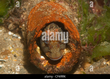 Tompot Blenny (Parablennius Gattorugine), Swanage Pier, Dorset Stockfoto