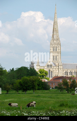 Kathedrale von Salisbury und Harnham Strandwiesen. Die Kathedrale hat den höchsten Kirchturm im Vereinigten Königreich. Stockfoto