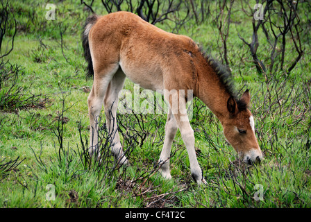 Ein Fohlen Weiden im New Forest. New Forest Ponys sind heimisch in der Gegend. Stockfoto