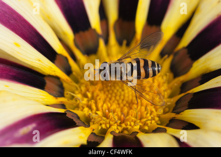 Biene auf einer blühenden Blume Gazanien Nachmittag sitzen. Makro-Aufnahmen Stockfoto