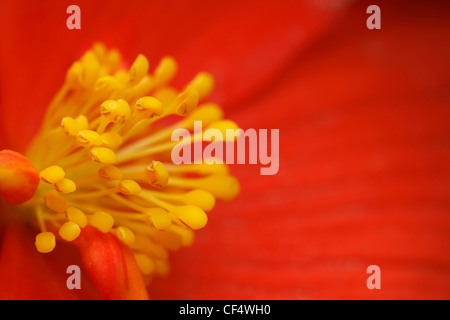 gelben Staubgefäßen der Blume Begonie mit roten Blüten, Nahaufnahmen Stockfoto