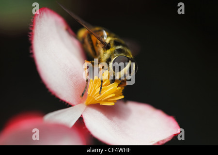 Biene Carabinae sitzt auf einer blühenden Blume Begonien, Nahaufnahmen Stockfoto