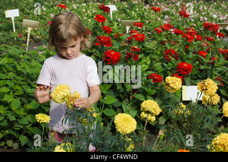 junges Mädchen hält in ihrer Hand gelbe Blume, rot um Zinnie Stockfoto