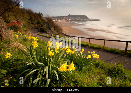 Narzissen über South Bay Strand in Scarborough. Stockfoto