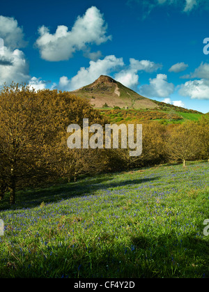 Frühling-Glockenblumen bei Newton Wald auf der Suche nach Nähe Topping, einem markanten Hügel die Form davon ist oft im Vergleich zu t Stockfoto