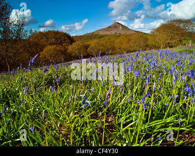 Frühling-Glockenblumen bei Newton Wald auf der Suche nach Nähe Topping, einem markanten Hügel die Form davon ist oft im Vergleich zu t Stockfoto