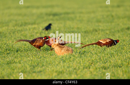 Brauner Hase Lepus Capensis Fütterung neben Fasane, Phasianus Colchicus in Feld im März Stockfoto