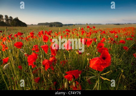 Bereich der rote Mohnblumen in UK (Papaver Rhoeas) Stockfoto